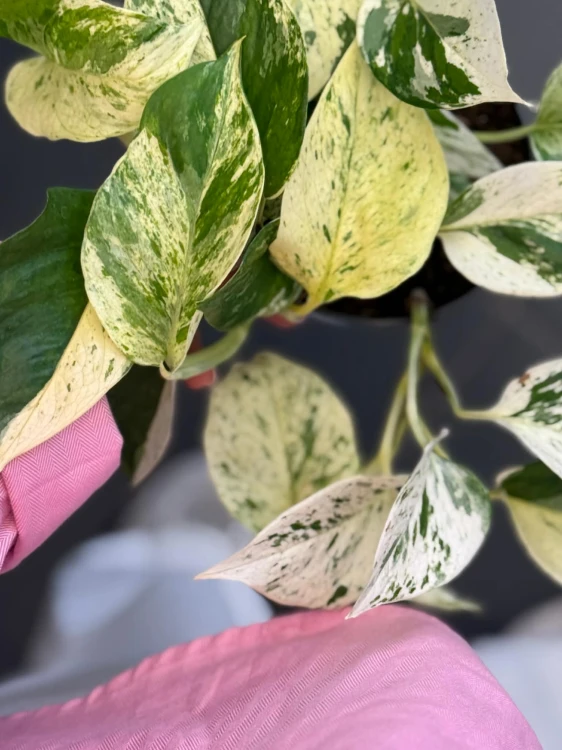 Epipremnum pstre  Epipremnum Snow Leopard  (1).jpg