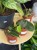 Hoja olbrzymia  Hoya Gigas  Hoya gigas  DØ12cm (2).jpg