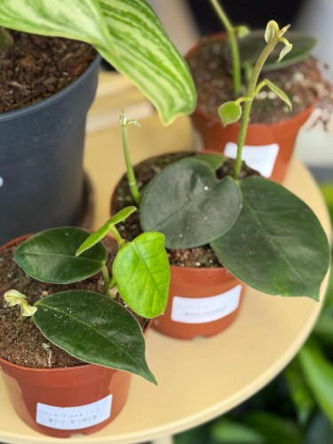 Hoja olbrzymia  Hoya Gigas  Hoya gigas  DØ12cm (3).jpg
