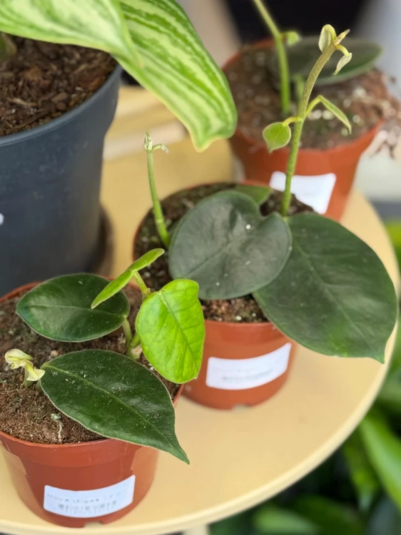 Hoja olbrzymia  Hoya Gigas  Hoya gigas  DØ12cm (3).jpg