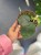 Hoja olbrzymia  Hoya Gigas  Hoya gigas  DØ12cm (1).jpg