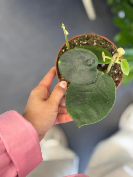 Hoja olbrzymia  Hoya Gigas  Hoya gigas  DØ12cm (1).jpg