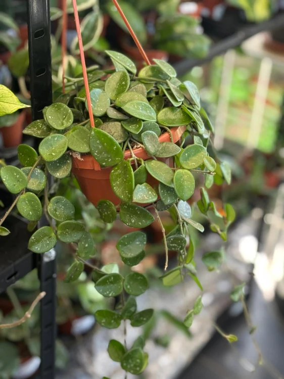 Hoya Mathilde (3).jpg