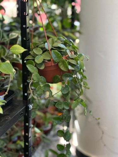 Hoya Mathilde (1).jpg