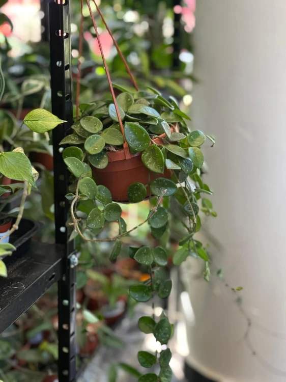 Hoya Mathilde (1).jpg