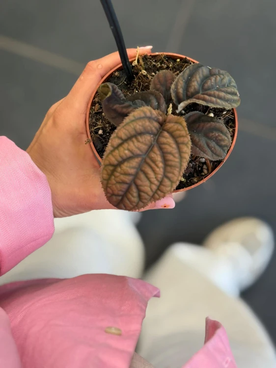 Labisia  Labisia Vietnam  Labisia sp. Vietnam (2).jpg