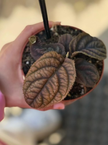 Labisia  Labisia Vietnam  Labisia sp. Vietnam (1).jpg