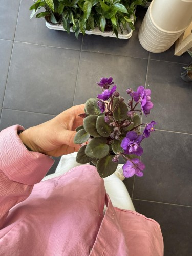 Saintpaulia fioletowe  - Fiołek Afrykański (3).jpg