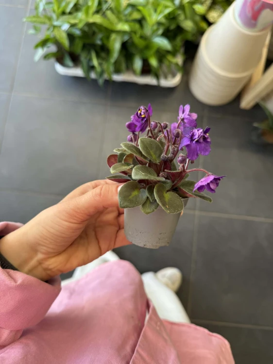 Saintpaulia fioletowe  - Fiołek Afrykański (1).jpg