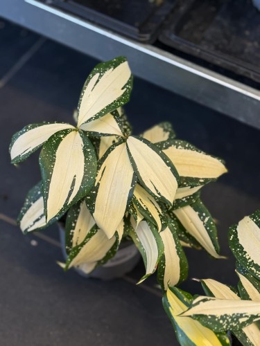 Dracena nakrapiana  Dracaena Milky Way (2).jpg