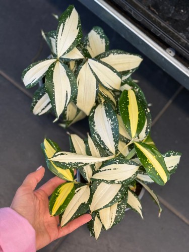 Dracena nakrapiana  Dracaena Milky Way (3).jpg