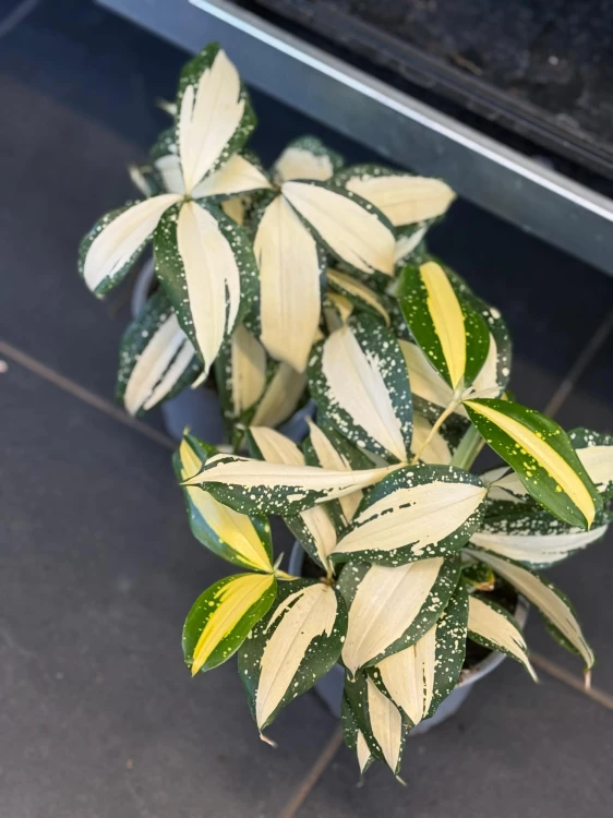 Dracena nakrapiana  Dracaena Milky Way (1).jpg