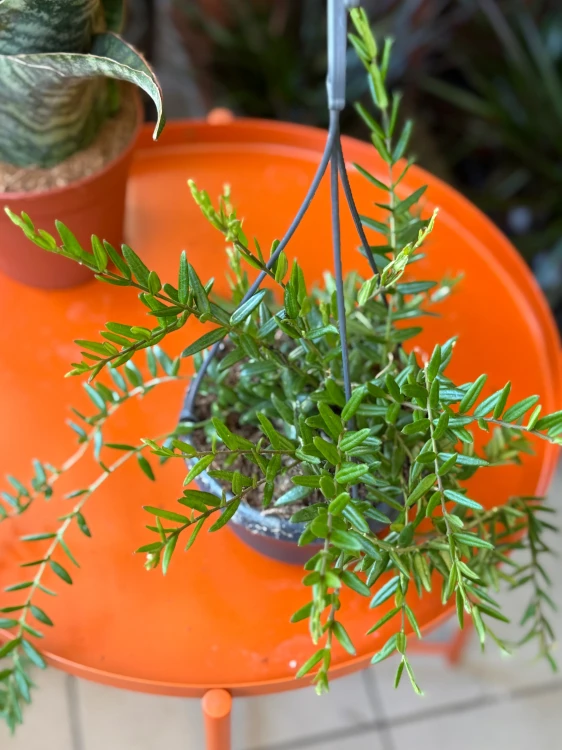 Hoja drobnolistna  Hoya Engleriana (1).jpeg