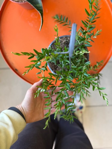 Hoja drobnolistna  Hoya Engleriana (4).jpeg