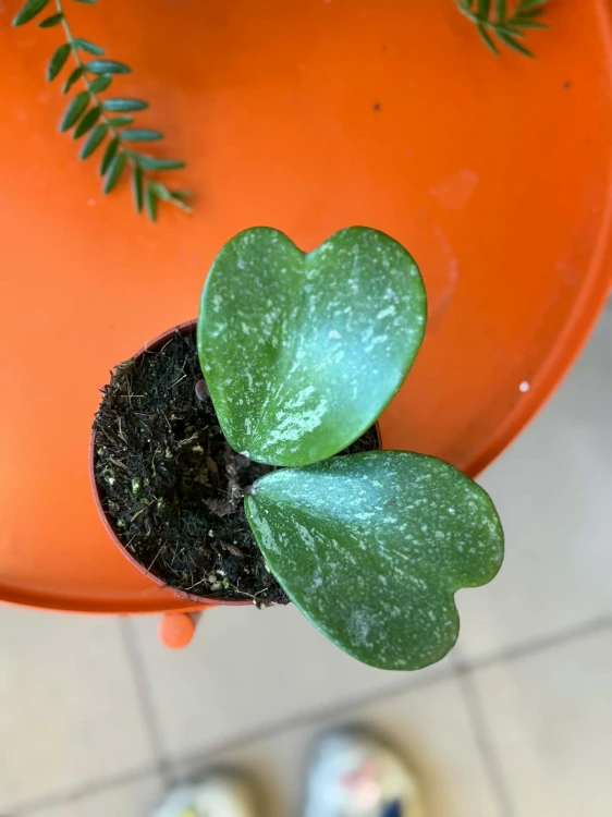 Hoja serce z pędem  Hoya Kerrii Splash  Hoya kerrii 'Splash (5).jpg