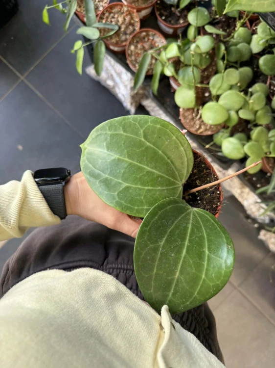 Hoya Latifolia hoj.jpg