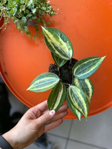 hoya macrophylla 'pot of gold' Hoja DØ10,5cm    (2).jpg