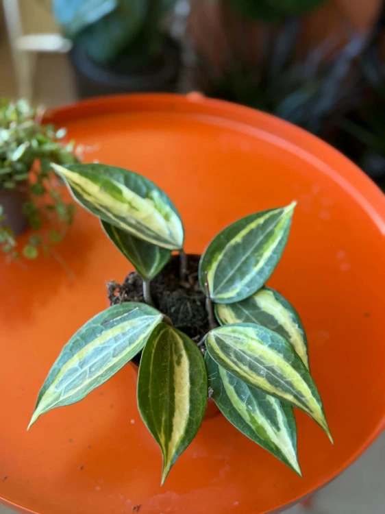 hoya macrophylla 'pot of gold' Hoja DØ10,5cm    (3).jpg