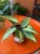 hoya macrophylla 'pot of gold' Hoja DØ10,5cm    (1).jpg