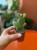 Opuntia microdasys 'Yellow' opuncja (2).jpg