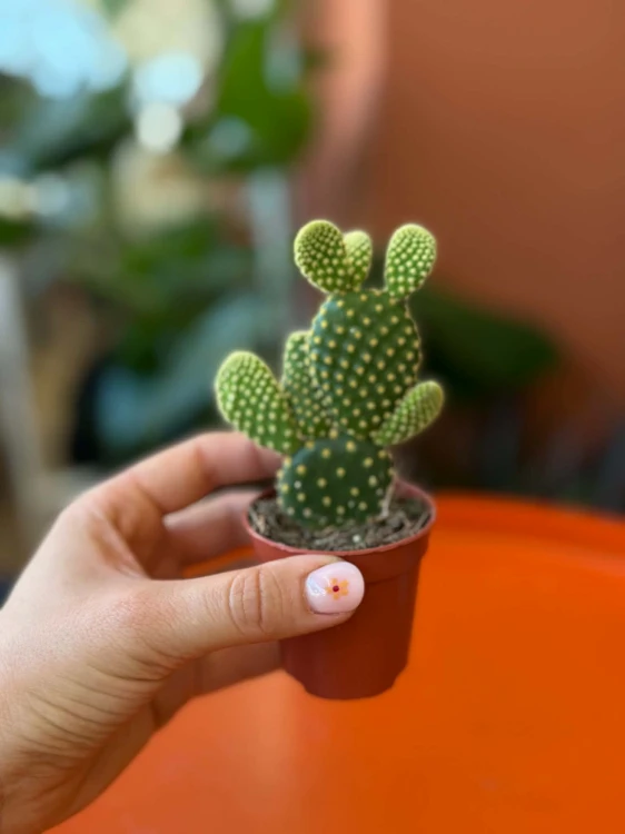Opuntia microdasys 'Yellow' opuncja (2).jpg