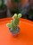 Opuntia microdasys 'Yellow' opuncja (3).jpg