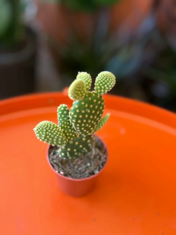 Opuntia microdasys 'Yellow' opuncja (3).jpg