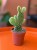 Opuntia microdasys 'Yellow' opuncja (1).jpg