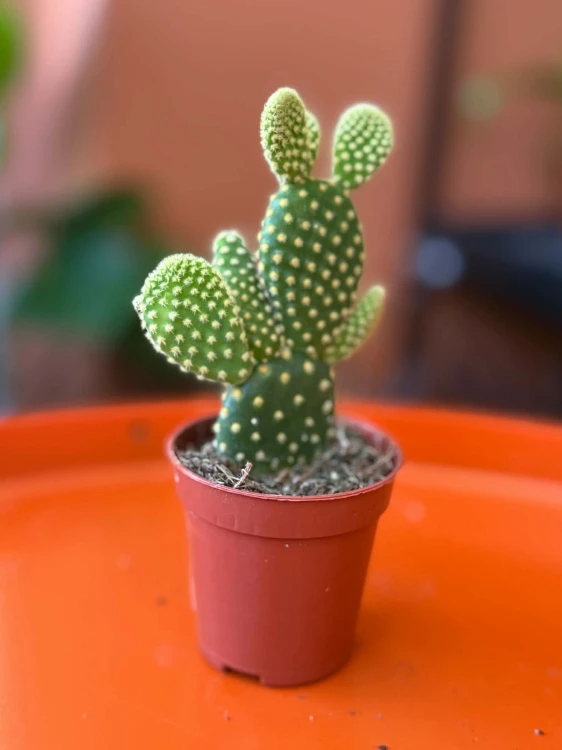 Opuntia microdasys 'Yellow' opuncja (1).jpg