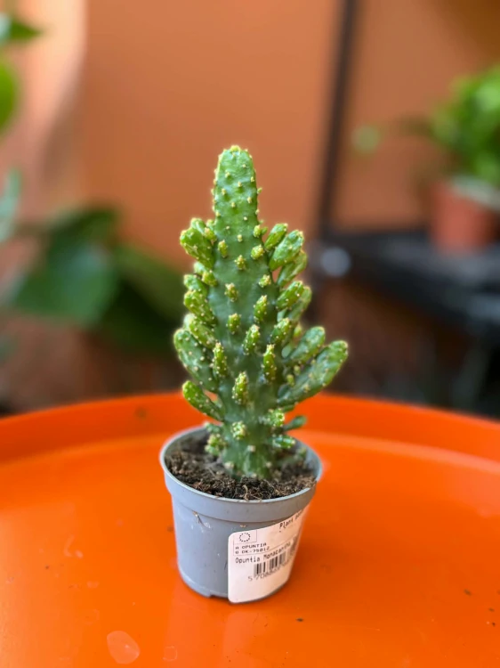 Opuntia Monacantha Variegata (2).jpg