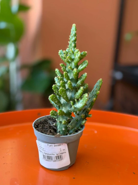 Opuntia Monacantha Variegata (1).jpg
