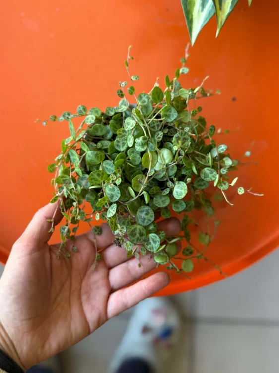 Peperomia prostrata (2).jpg