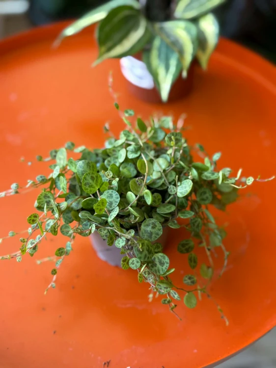 Peperomia prostrata (1).jpg