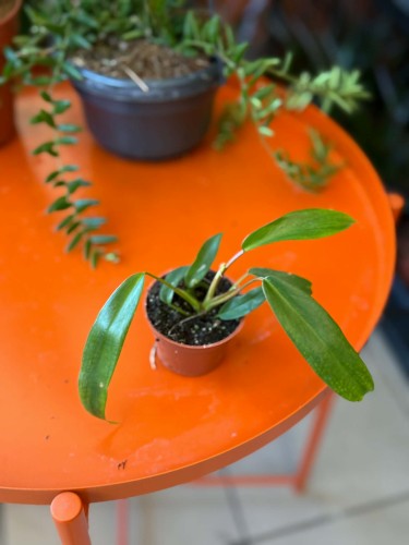 Filodendron  Philodendron Joepii  Philodendron 'Joepii' (2).jpg
