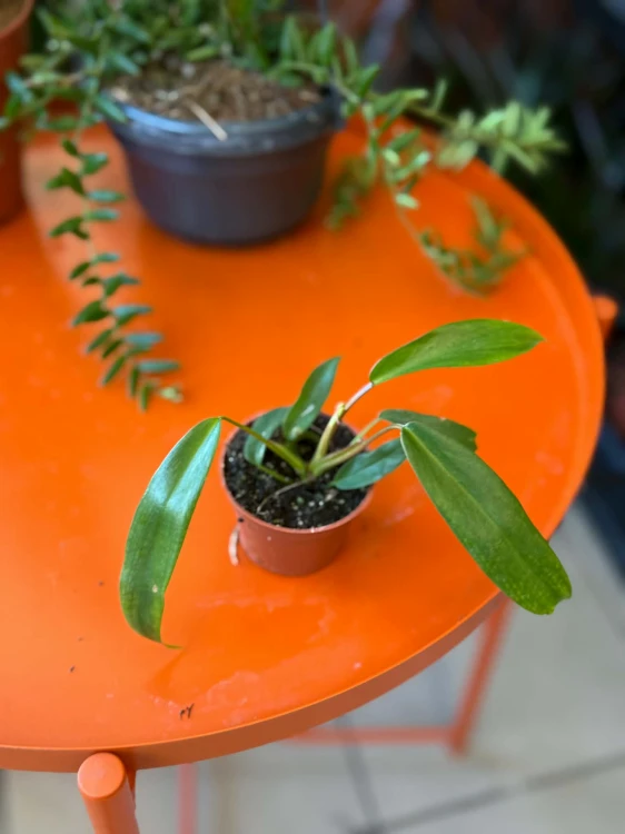 Filodendron  Philodendron Joepii  Philodendron 'Joepii' (2).jpg