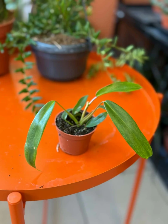 Filodendron  Philodendron Joepii  Philodendron 'Joepii' (1).jpg