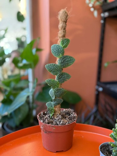Rafidofora  Rhaphidophora Tenuis Silver  Rhaphidophora tenuis 'Silver (2).jpg