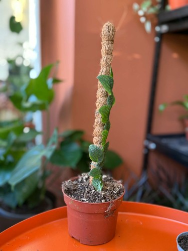Rafidofora  Rhaphidophora Tenuis Silver  Rhaphidophora tenuis 'Silver (3).jpg