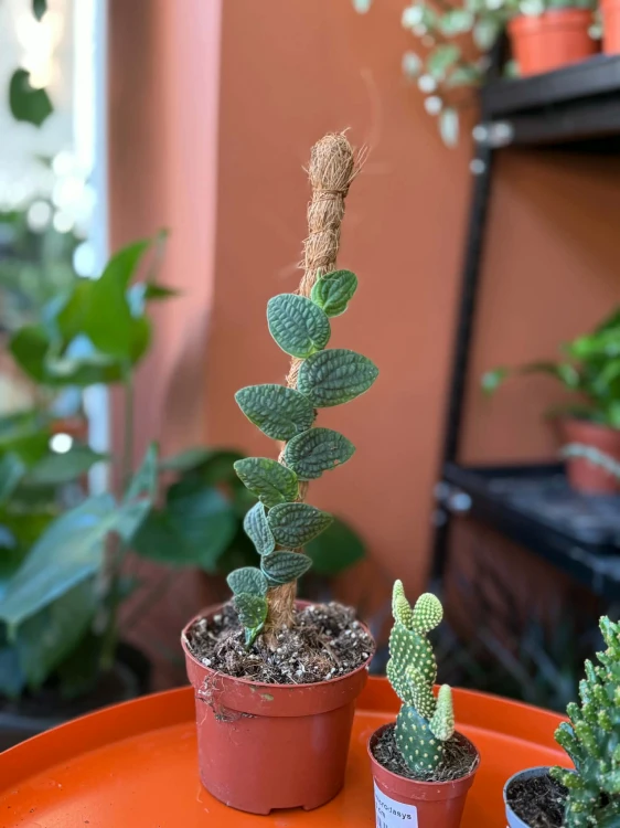 Rafidofora  Rhaphidophora Tenuis Silver  Rhaphidophora tenuis 'Silver (5).jpg
