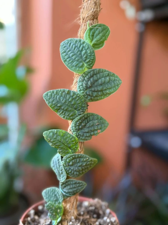 Rafidofora  Rhaphidophora Tenuis Silver  Rhaphidophora tenuis 'Silver (1).jpg