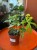 Rafidofora  Rhaphidophora Goldrus (4).jpg