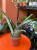sansevieria aubrytiana dragon 14cm sansewieria (2).jpg