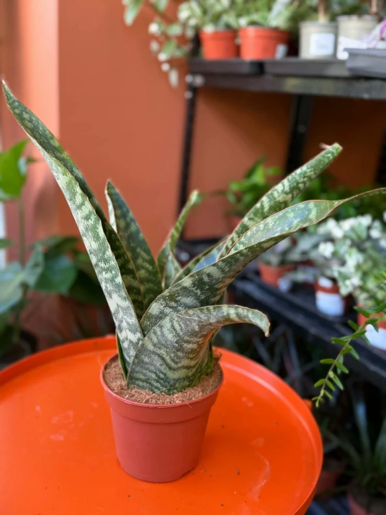 sansevieria aubrytiana dragon 14cm sansewieria (2).jpg