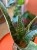 sansevieria aubrytiana dragon 14cm sansewieria (3).jpg