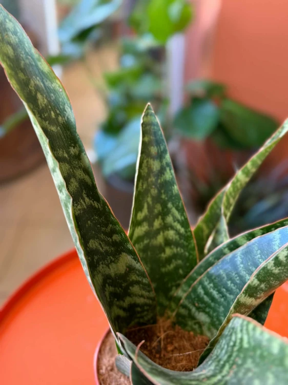 sansevieria aubrytiana dragon 14cm sansewieria (3).jpg
