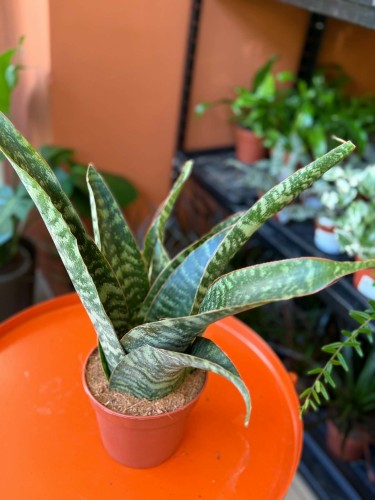 sansevieria aubrytiana dragon 14cm sansewieria (4).jpg