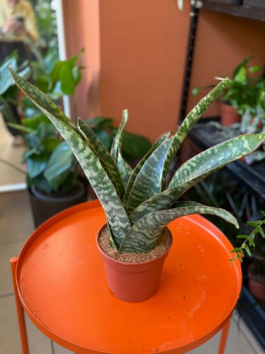 sansevieria aubrytiana dragon 14cm sansewieria (5).jpg