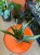 sansevieria aubrytiana dragon 14cm sansewieria (1).jpg