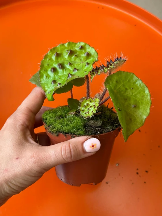 begonia ferox DØ8cm KOLCZATA BESTIA (2).jpg