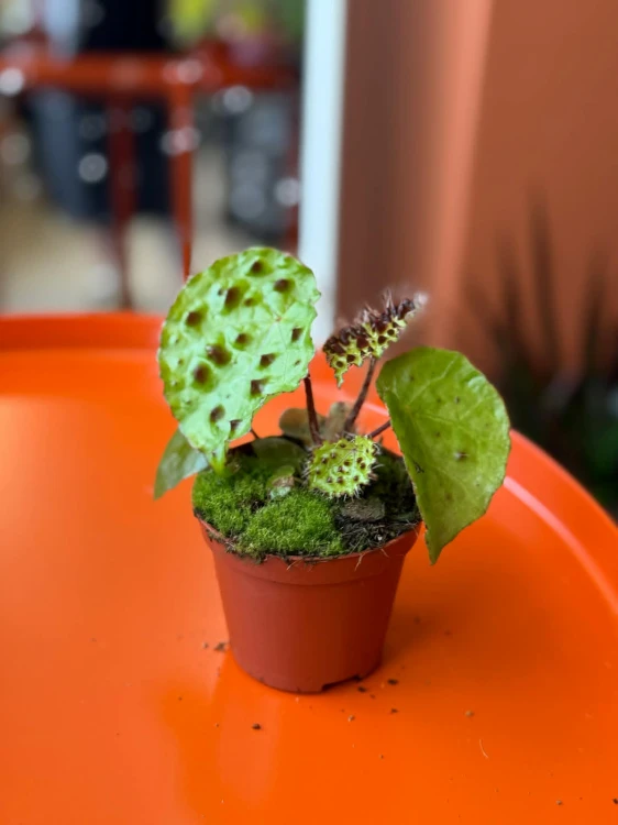 begonia ferox DØ8cm KOLCZATA BESTIA (3).jpg